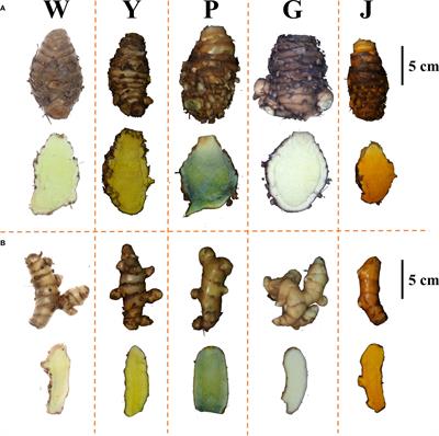 Analysis of genetic and chemical variability of five Curcuma species based on DNA barcoding and HPLC fingerprints